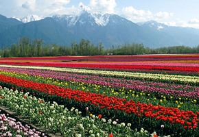 International Friendship Day