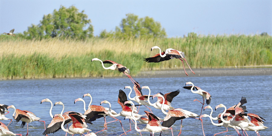 The Camargue Delta or Pont du Gard
