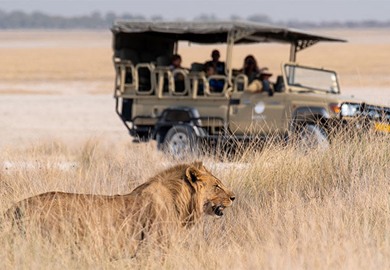 Safari